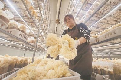繡球菌喜獲豐收 鄉(xiāng)村振興路上的“白色珍珠”